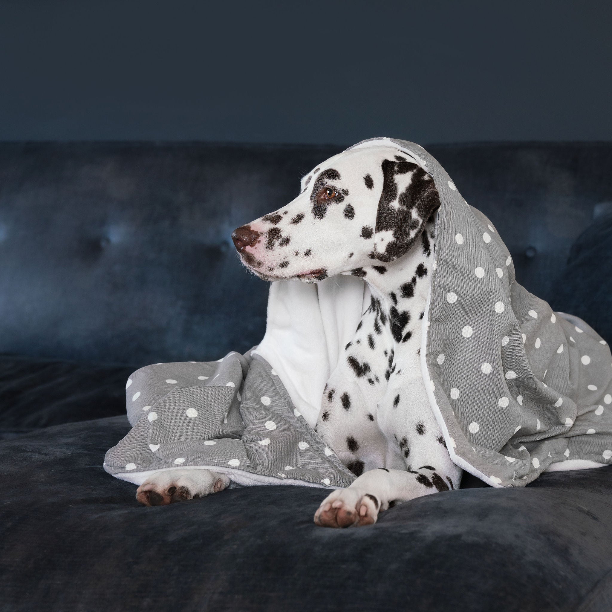 Dog & Puppy Blanket in Spots & Stripes by Lords & Labradors